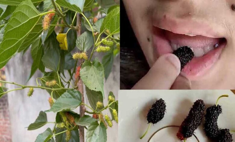 Health Benefits and Effects of Eating Mulberry