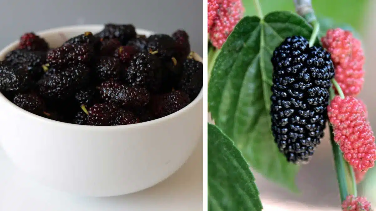 Health Benefits and Effects of Eating Mulberry