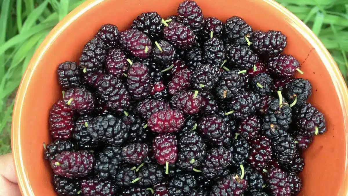 Health Benefits and Effects of Eating Mulberry