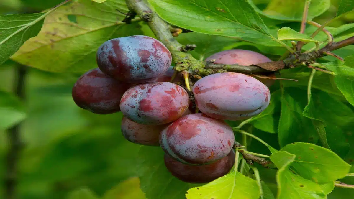 Health Benefits and Effects of Eating Plum