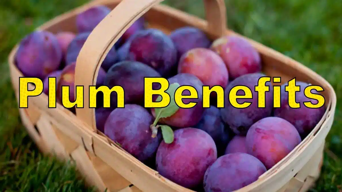 Health Benefits and Effects of Eating Plum