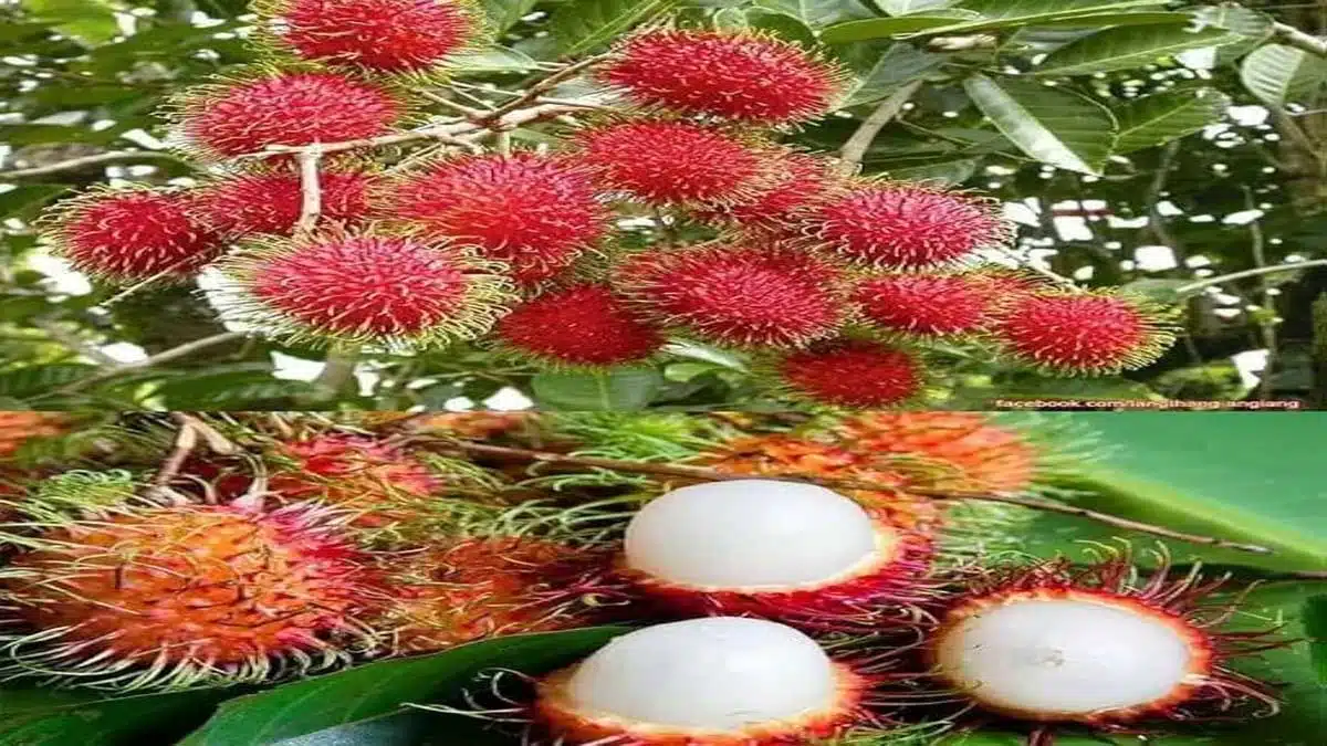 Benefits and Health Effects of Eating Rambutan