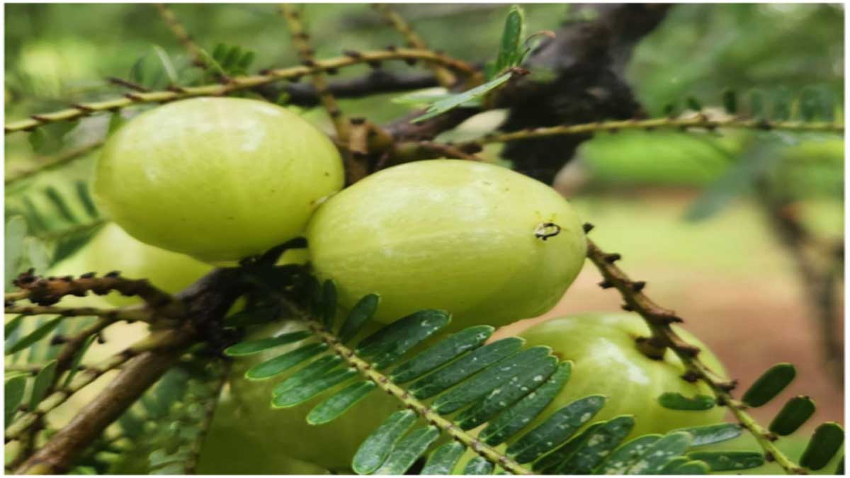 Health Benefits and Effects of Eating Gooseberry (Amla)