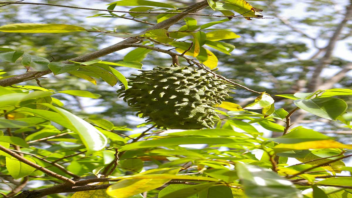 Guanabana Soursop 1 Health Benefits and Effects of Eating Guanabana (Soursop)