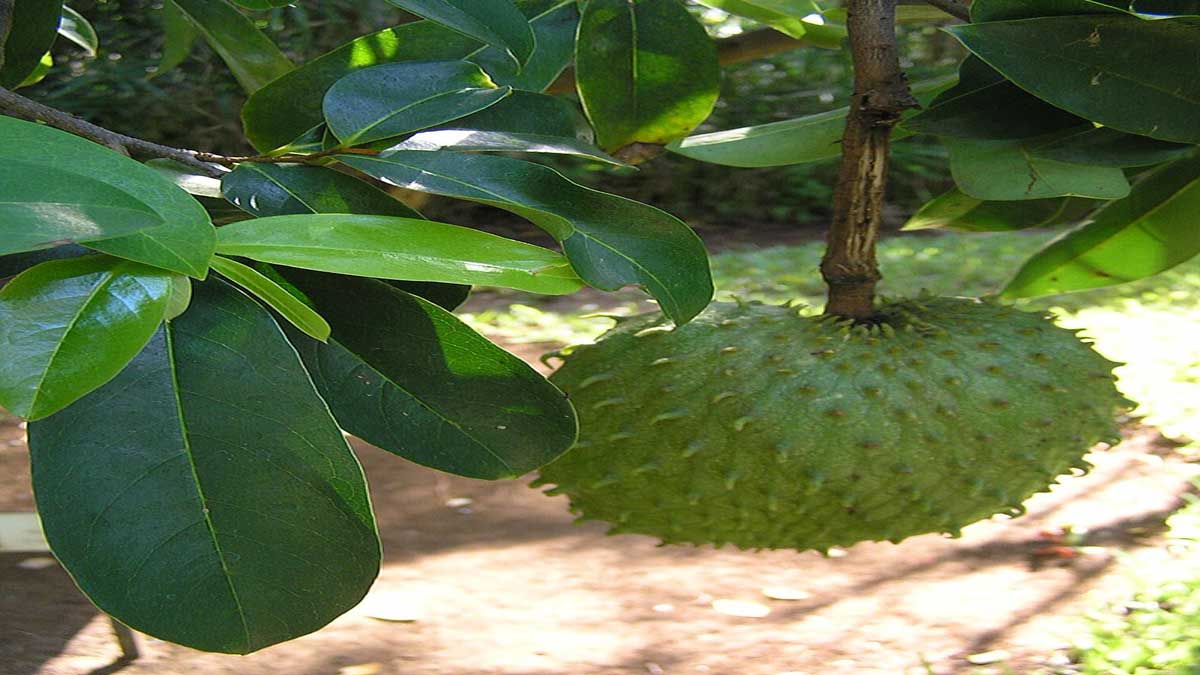 Guanabana Soursop 2 Health Benefits and Effects of Eating Guanabana (Soursop)