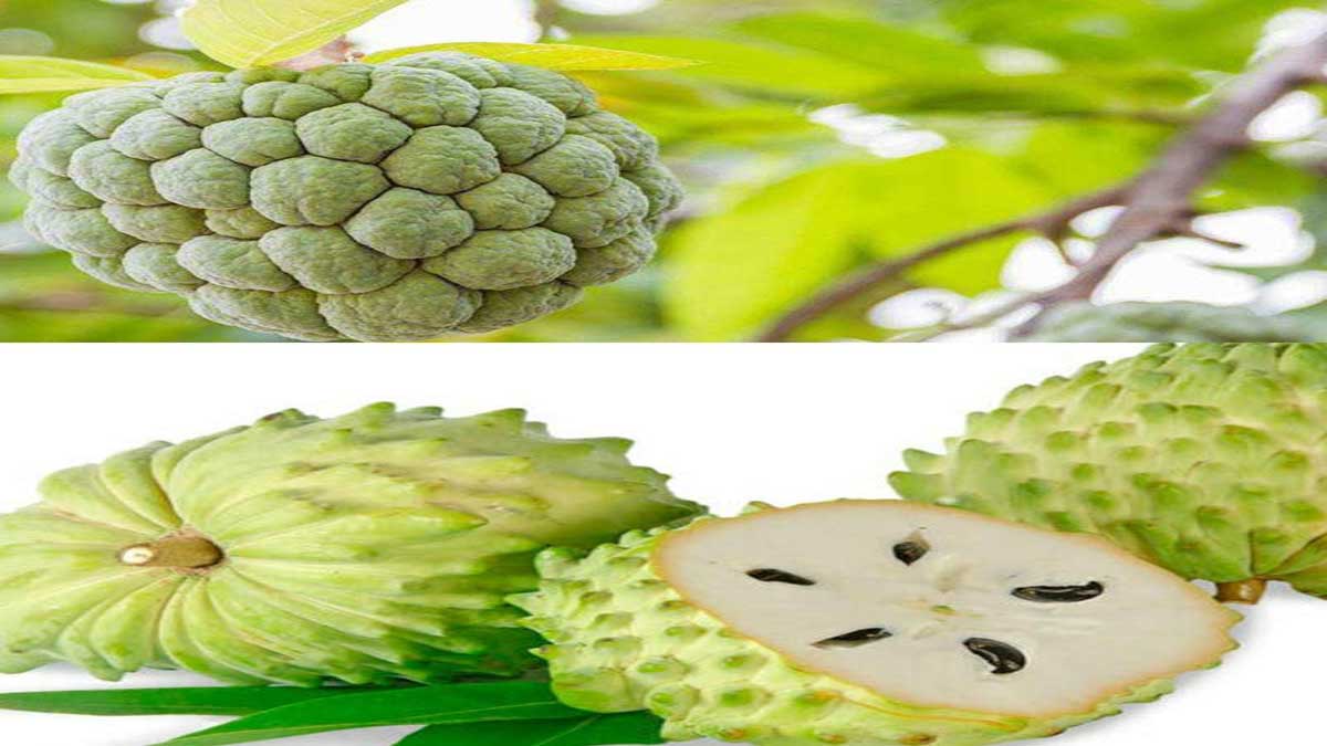 Guanabana Soursop 3 Health Benefits and Effects of Eating Guanabana (Soursop)