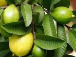 Guava Leaves Beneficial in which diseases