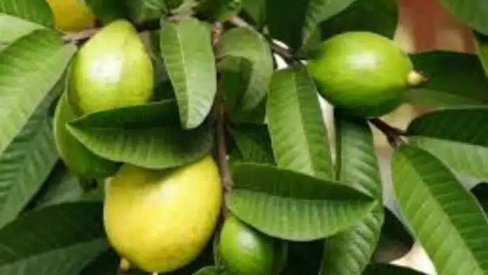 Guava Leaves Beneficial in which diseases