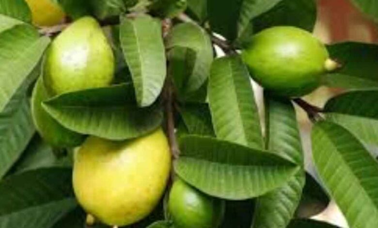 Guava Leaves Beneficial in which diseases