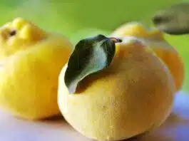 Health Benefits and Effects of Eating Quince (Bahi)