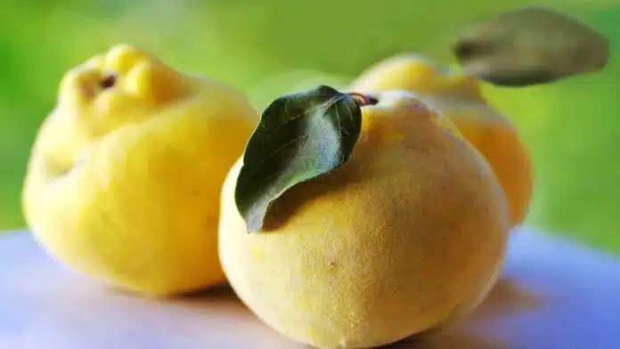 Health Benefits and Effects of Eating Quince (Bahi)