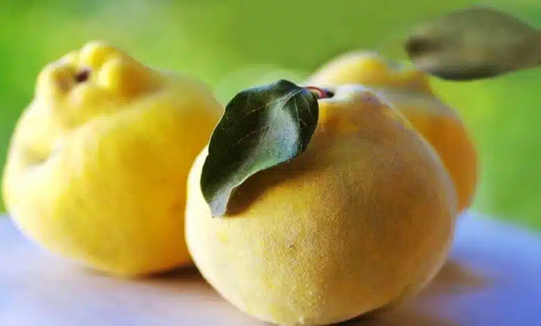 Health Benefits and Effects of Eating Quince (Bahi)