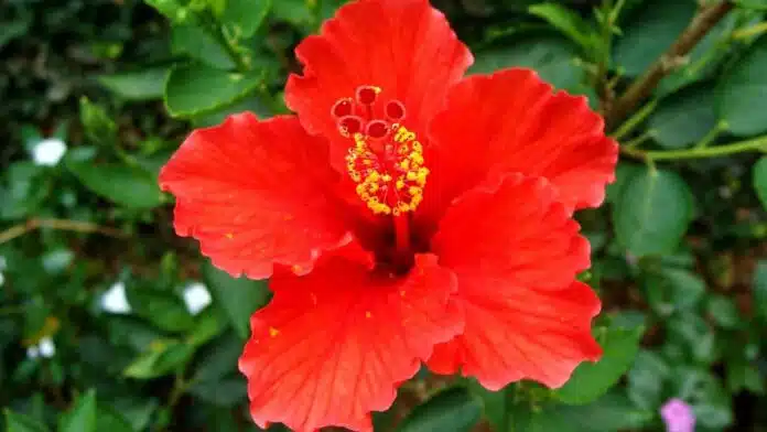 Hibiscus Leaves Natural remedy for relief from cold and cough