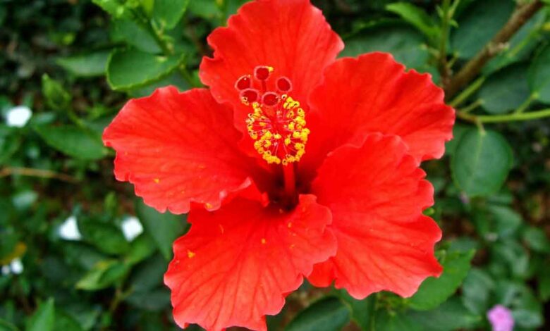 Hibiscus Leaves Natural remedy for relief from cold and cough