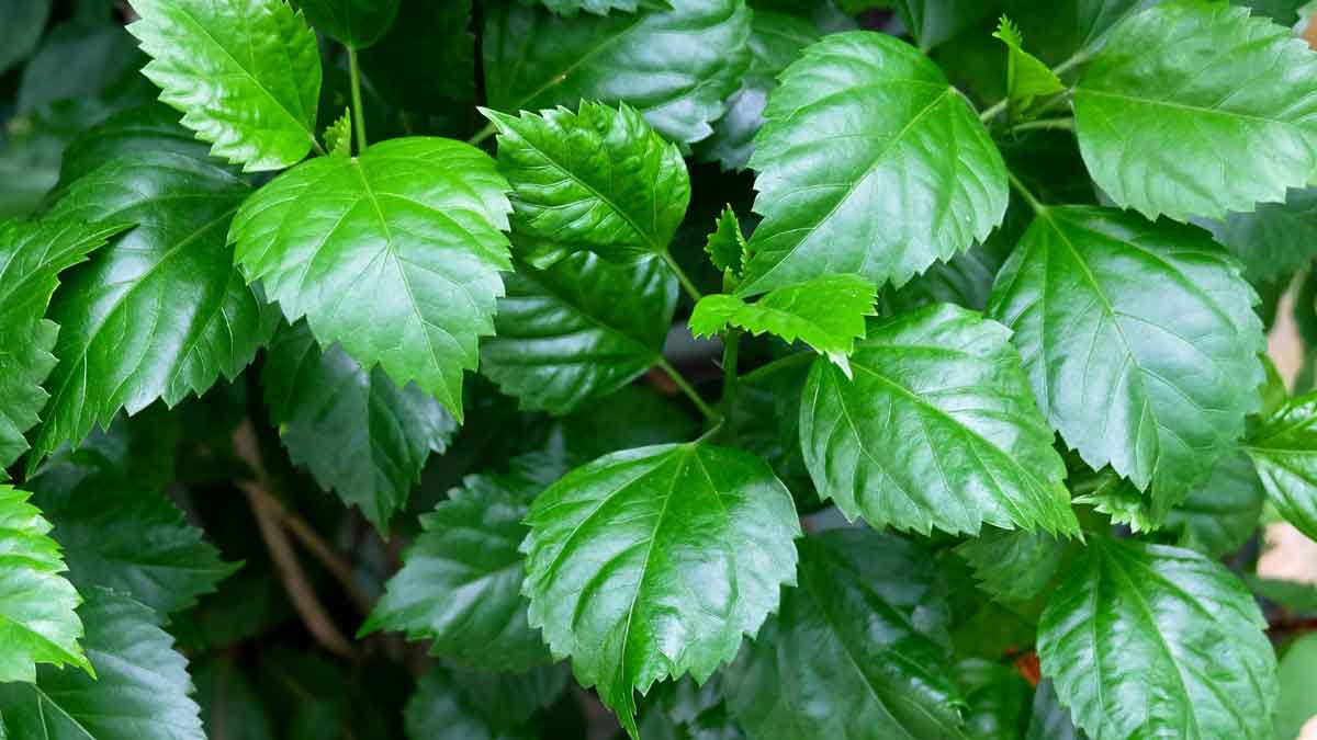 Hibiscus Leaves Natural remedy for relief from cold and cough