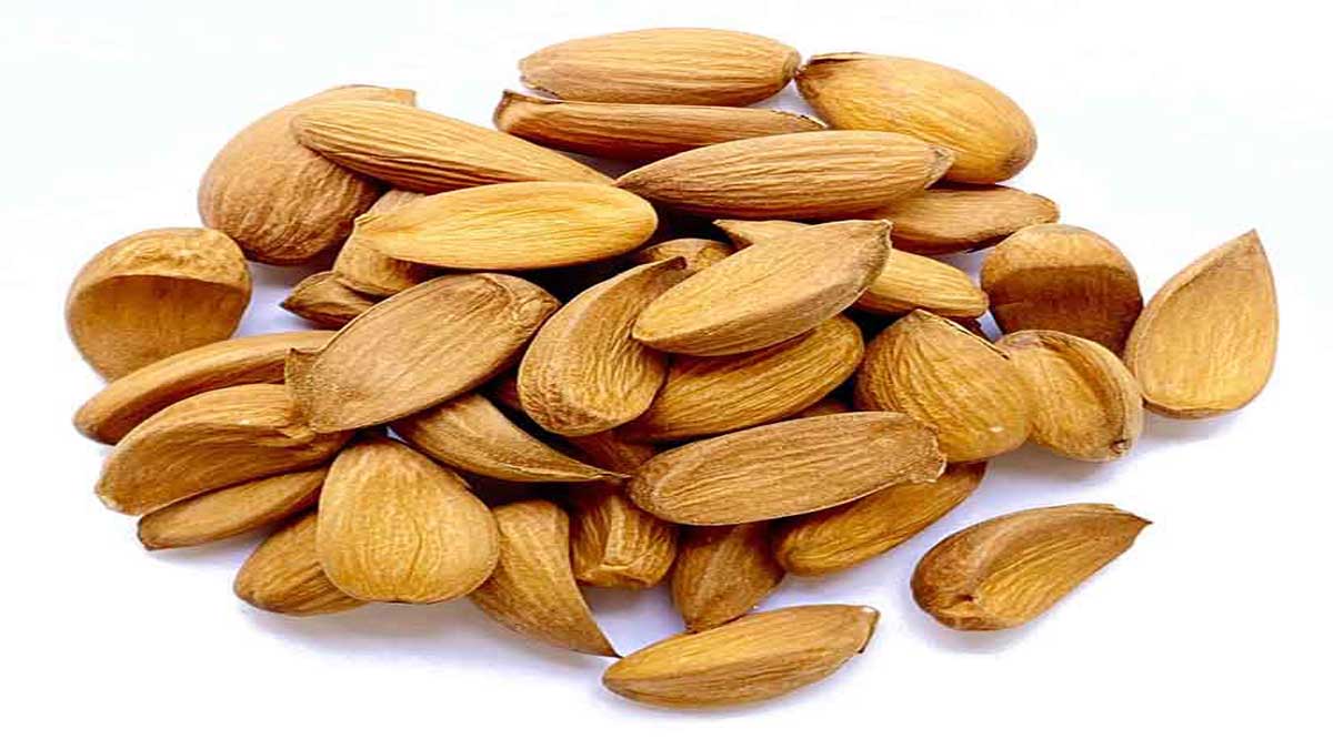 Health Benefits of Eating Indian Almond (Kattha Badam)