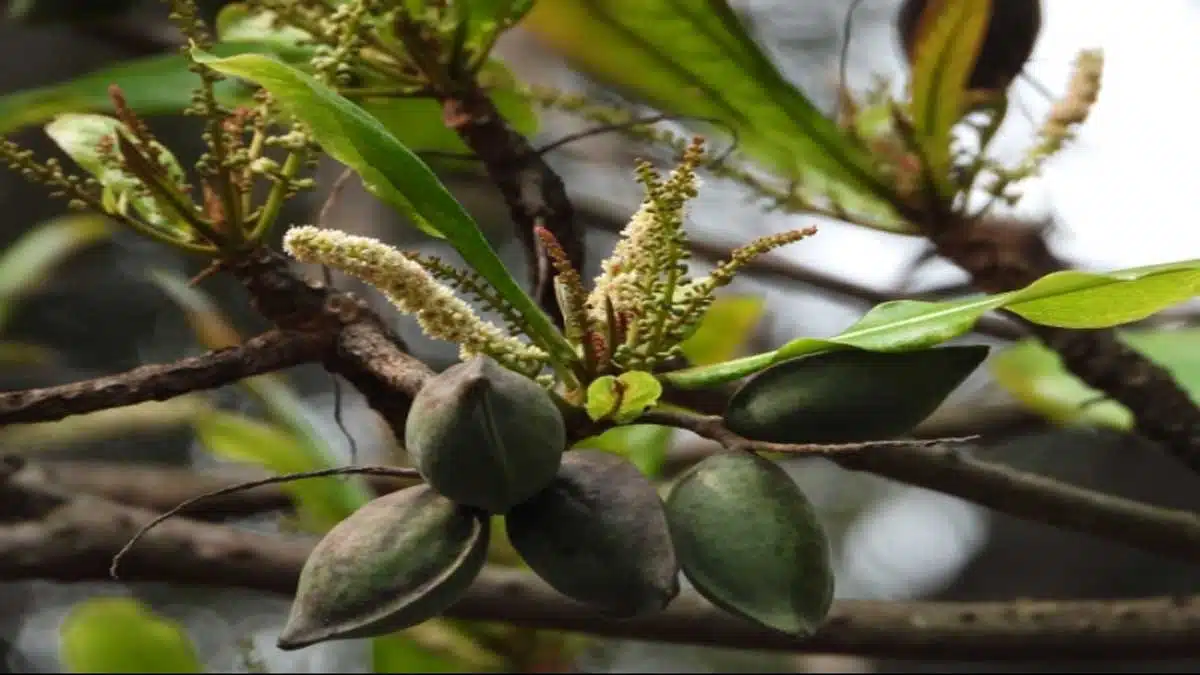 Health Benefits of Eating Indian Almond (Kattha Badam)