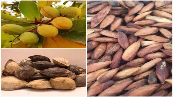 Health Benefits of Eating Indian Almond (Kattha Badam)