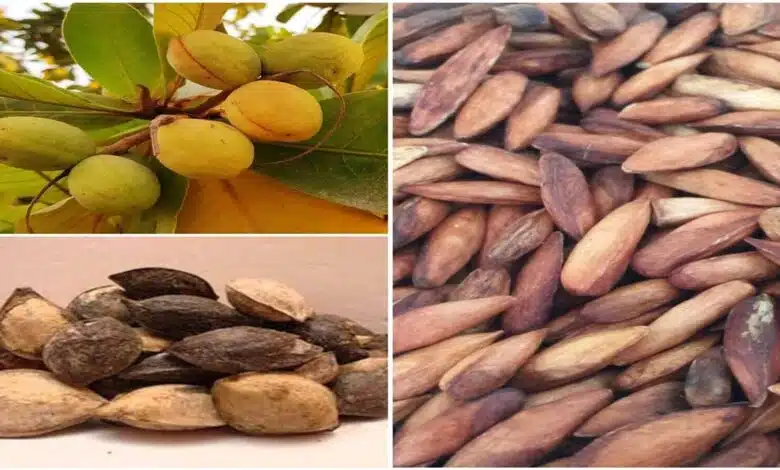 Health Benefits of Eating Indian Almond (Kattha Badam)