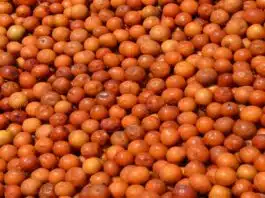 Amazing Health Benefits of Eating Indian Ber (Jujube Fruit)