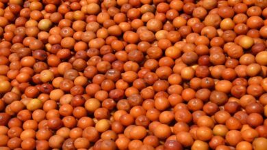Amazing Health Benefits of Eating Indian Ber (Jujube Fruit)