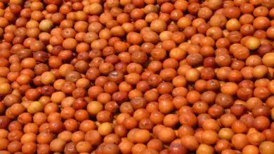 Amazing Health Benefits of Eating Indian Ber (Jujube Fruit)