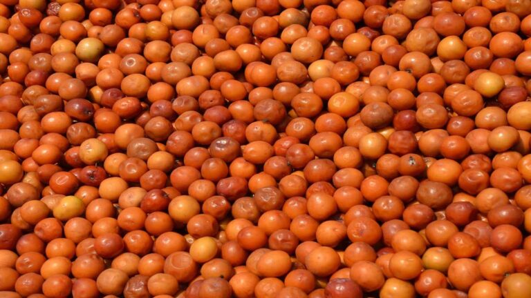 Ber jujube (Indian Ber) खाने के अद्भुत फायदे और स्वास्थ्य पर प्रभाव