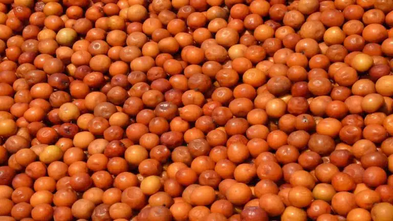 Ber jujube (Indian Ber) खाने के अद्भुत फायदे और स्वास्थ्य पर प्रभाव