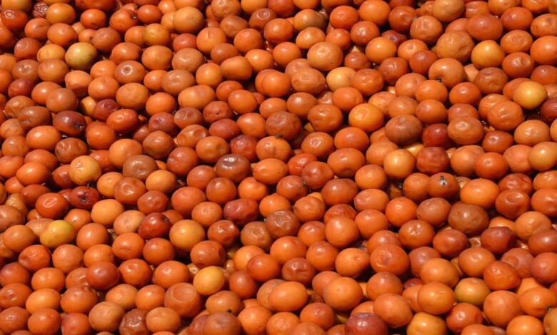 Amazing Health Benefits of Eating Indian Ber (Jujube Fruit)