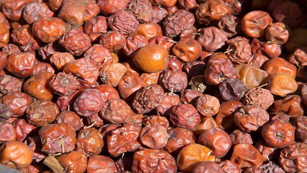 Amazing Health Benefits of Eating Indian Ber (Jujube Fruit)