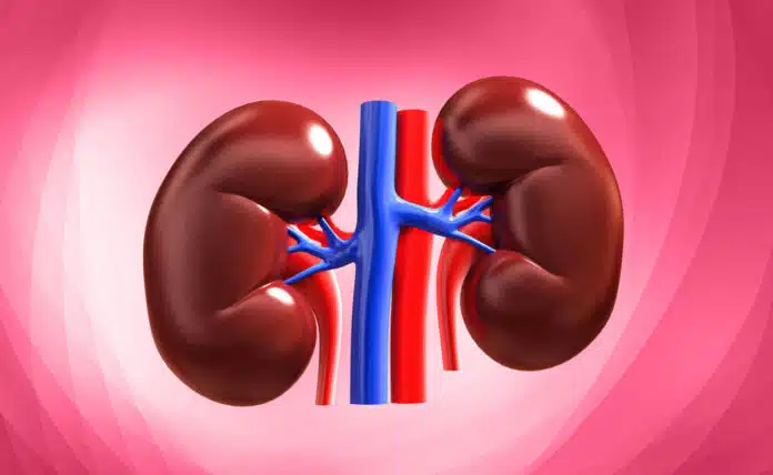Include these 7 foods in your diet for healthy kidneys