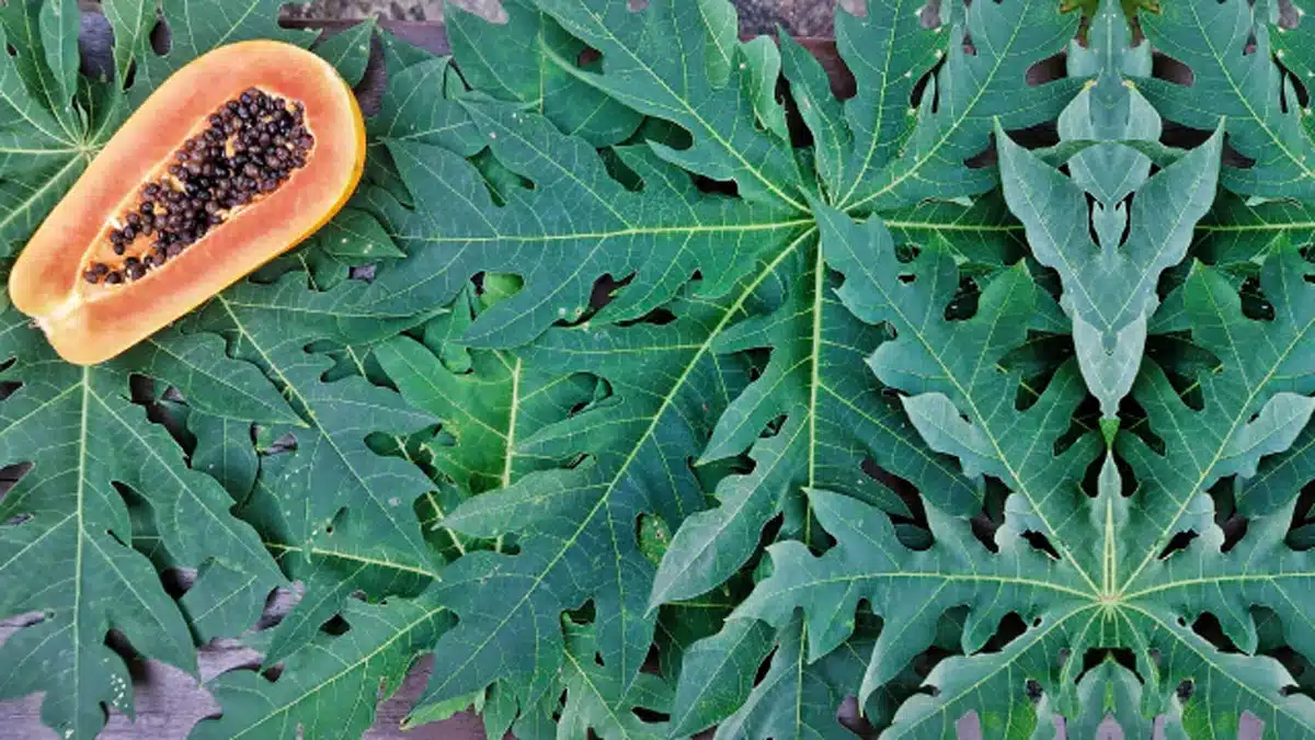 Papaya Leaves are a boon for health, know the benefits of eating papaya leaves