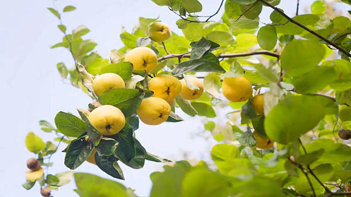 Health Benefits and Effects of Eating Quince (Bahi)