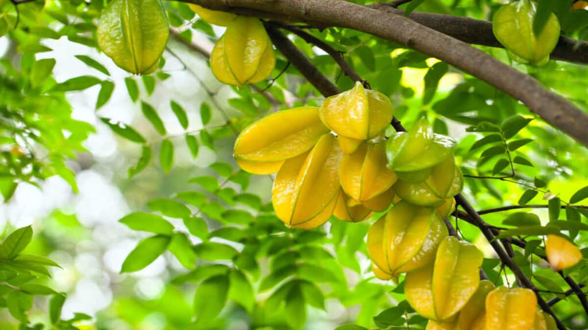 Health Benefits of Eating Star Fruit (Carambola)