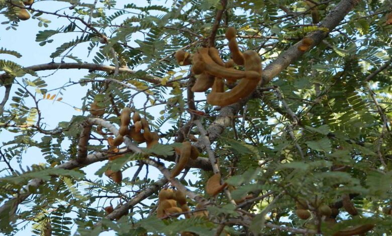 Health Benefits and Effects of Eating Tamarind