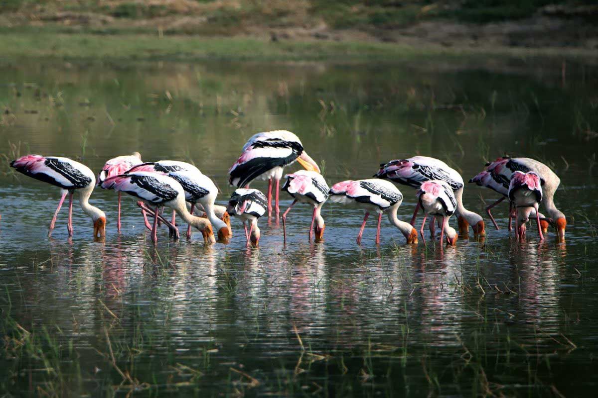 Tamil Nadu's Perungulam pond becomes home to aquatic birds