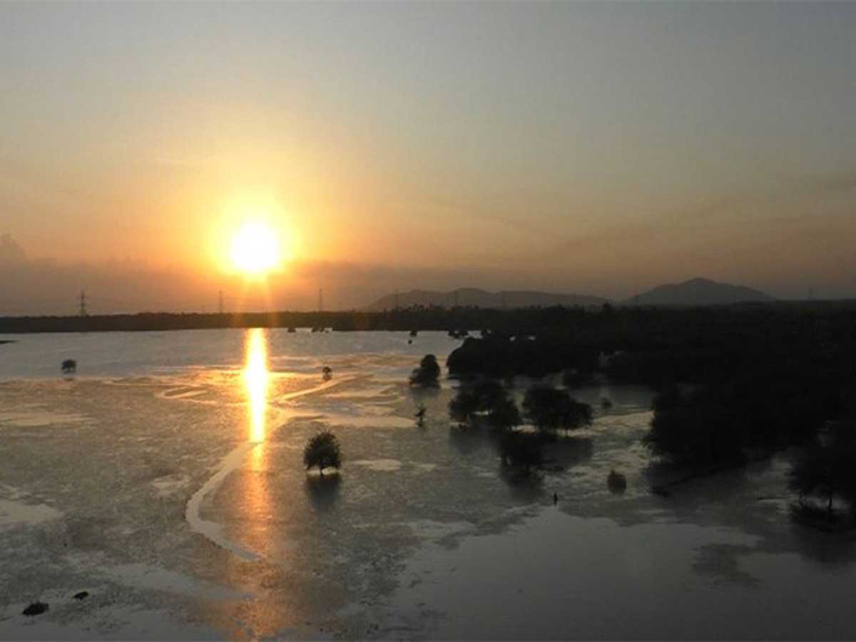 Tamil Nadu's Perungulam pond becomes home to aquatic birds