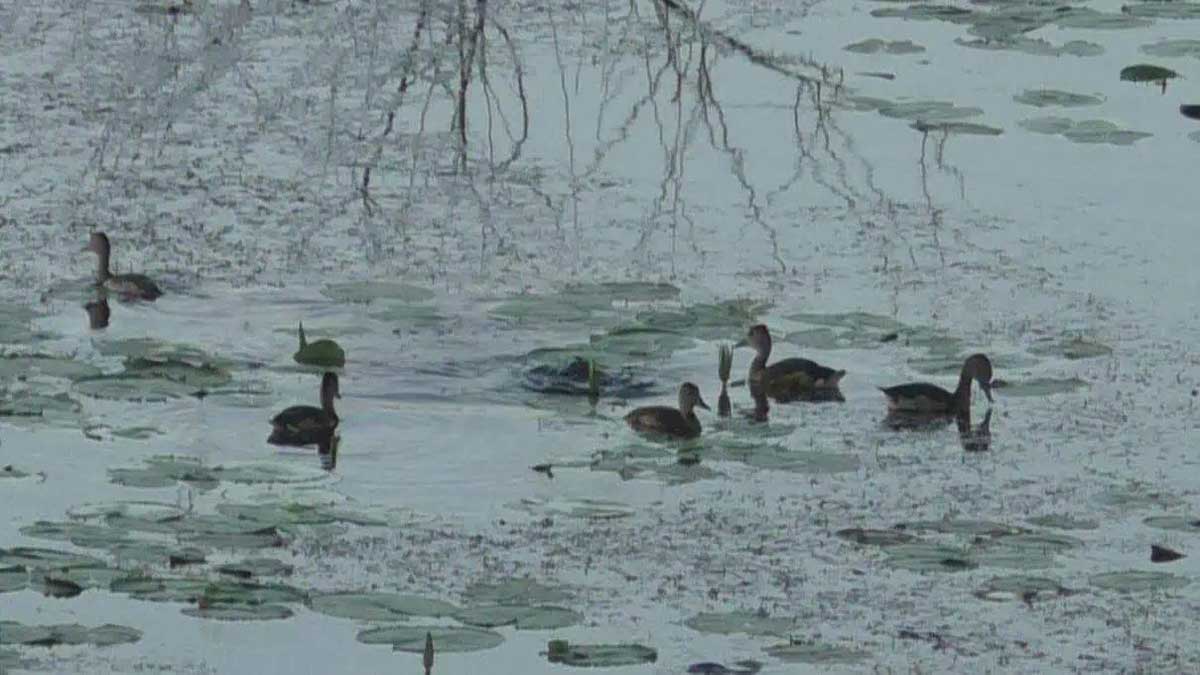 Tamil Nadu's Perungulam pond becomes home to aquatic birds