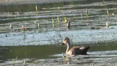 Tamil Nadu's Perungulam pond becomes home to aquatic birds