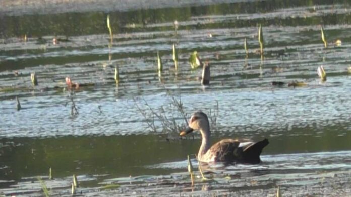 Tamil Nadu's Perungulam pond becomes home to aquatic birds