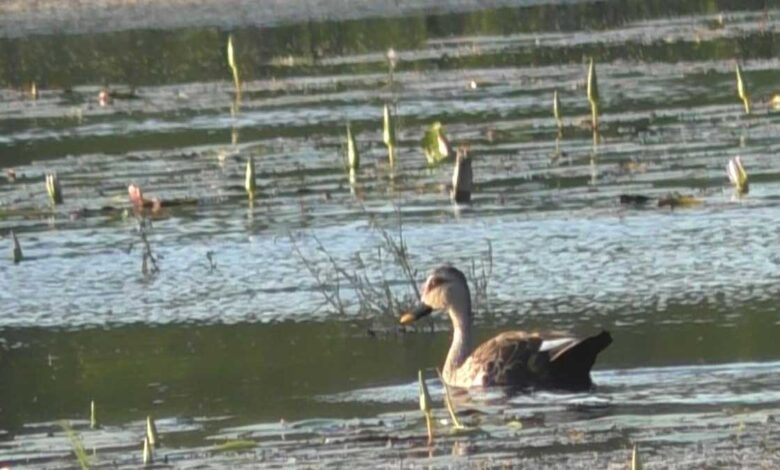 Tamil Nadu's Perungulam pond becomes home to aquatic birds
