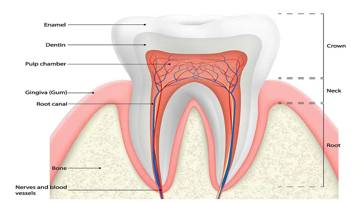 Toothache: Causes, Symptoms, and Effective Home Remedies