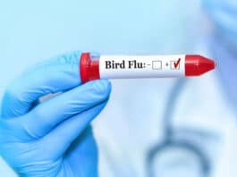 High alert after confirmation of bird flu in Solapur, Maharashtra