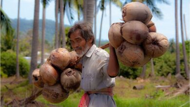 Whitefly Plague Hits Karnataka’s Coconut