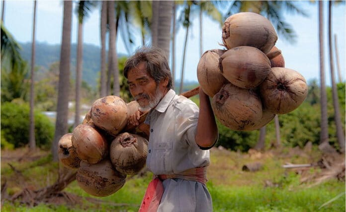 Whitefly Plague Hits Karnataka’s Coconut