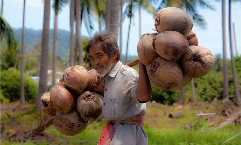 Whitefly Plague Hits Karnataka’s Coconut
