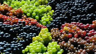 Amazing Health Benefits of Eating Grapes