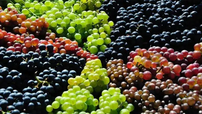 Amazing Health Benefits of Eating Grapes