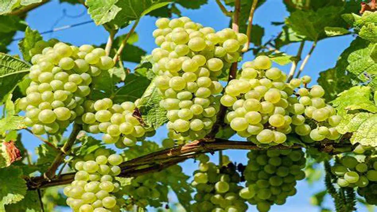 Amazing Health Benefits of Eating Grapes