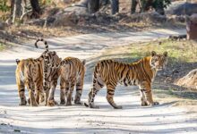 MP's Madhav National Park became India's 58th tiger reserve